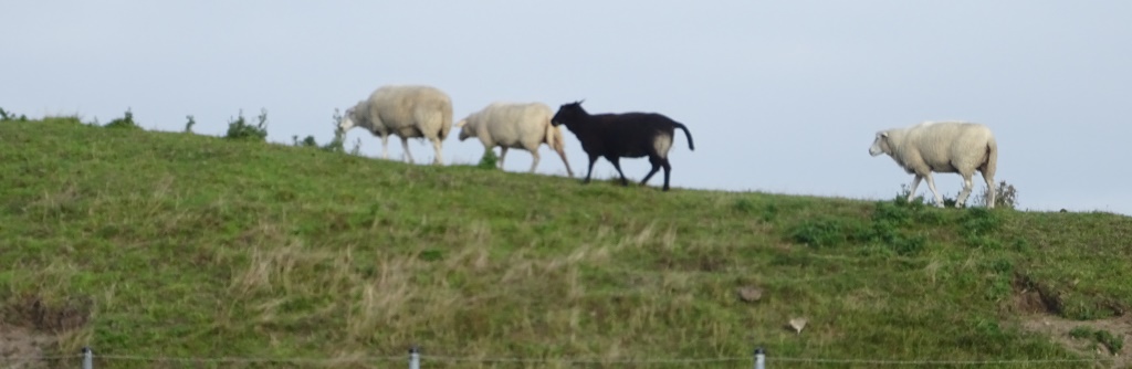 Foto: Schafherde auf der Insel Amrum